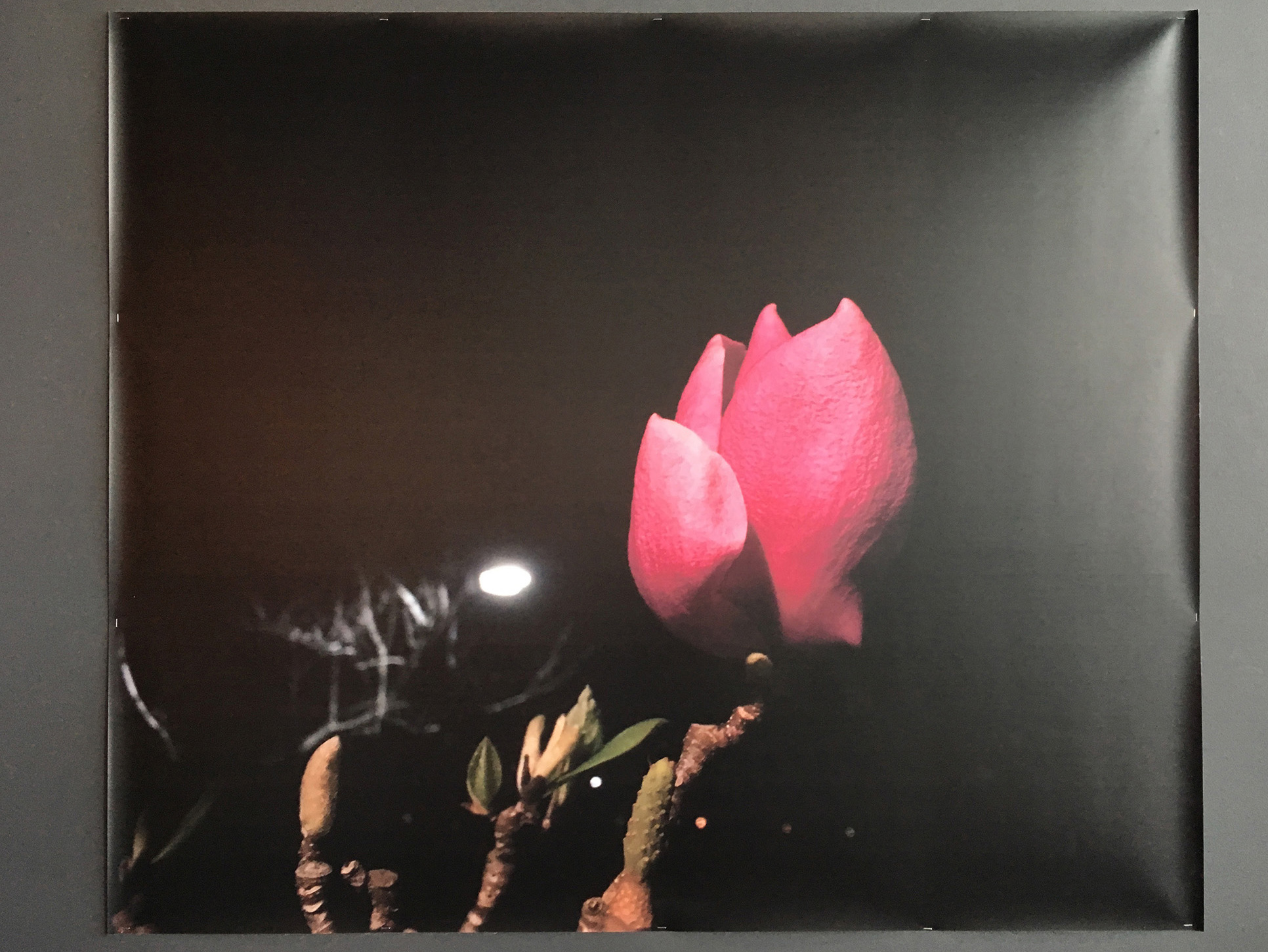 installed at flora