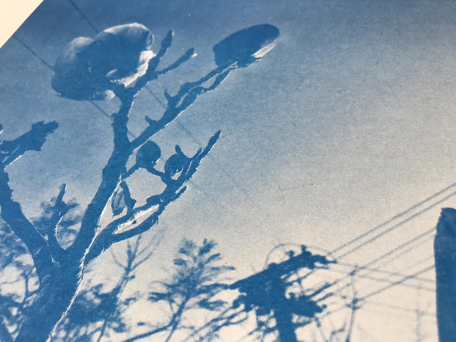 details of the prints